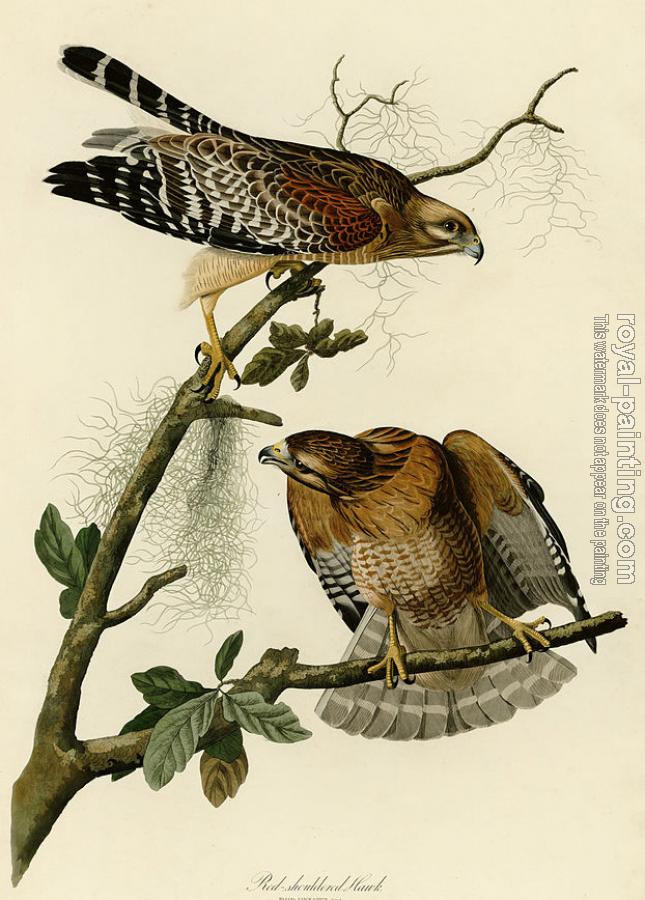 John James Audubon : Red shouldered hawk